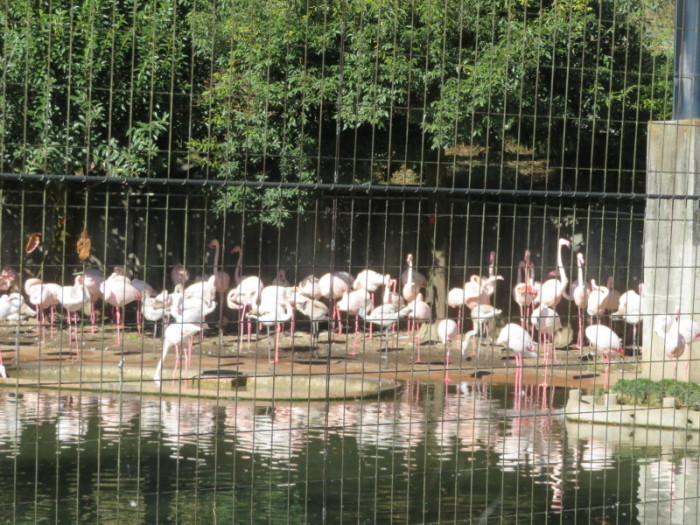 多摩動物公園遠足