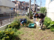 菜種摘み作業