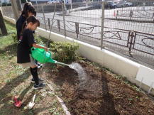 菜の花を植えた後水やりをする様子