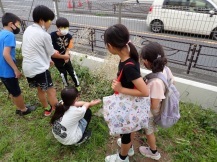 菜の花の刈り入れをする子どもたちの写真