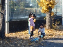 校庭で銀杏の落ち葉を拾い集める子どもの写真