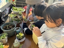 多肉植物を植えている子どもの写真