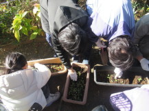 多肉植物を植えている子どもの写真