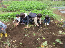 お母さんと一緒にさつま芋を収穫する子どもの写真
