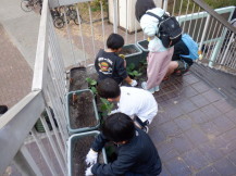 のらぼう菜を植える小学生児童たちの様子の写真