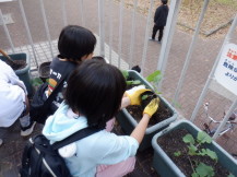 のらぼう菜を鉢に植える小学生児童の写真