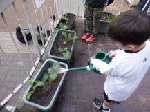 のらぼう菜に水を与える小学生児童の写真