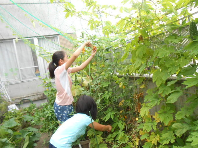 子どもたちがゴーヤの収穫をしている写真